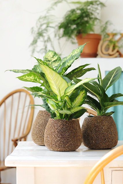 観葉植物を部屋に置くメリットとデメリット