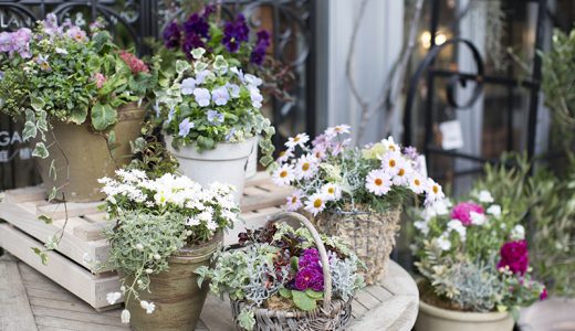 インナチュの裏側。〜寄せ植えが出来るまで〜