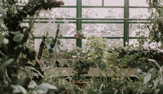 しっかり覚えておきたい!観葉植物の冬管理
