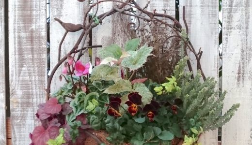 小田原店限定『早春の寄植え』