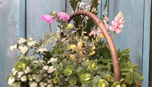 小田原店限定『春がいっぱい!カゴの寄植え』
