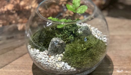 小田原店限定『苔テラリウム』