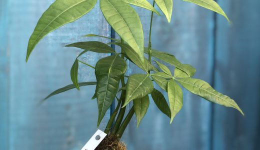 小田原店限定『観葉植物の苔玉つくり』