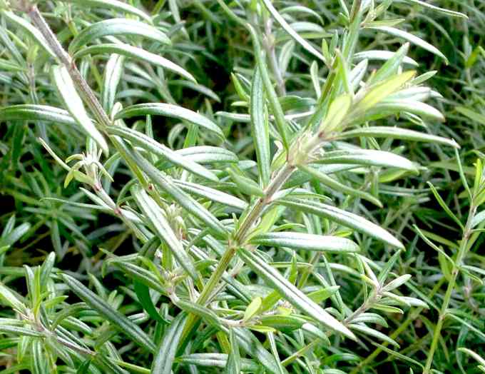 虫よけハーブのローズマリーに付きやすい虫!駆除の方法は?