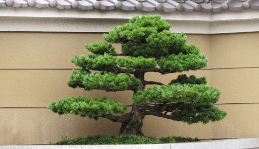 マツは病害虫対策が重要!丈夫に育てるためのコツは?
