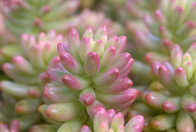 色がきれいな多肉植物オーロラ!育て方や増やし方を覚えよう