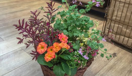 柏店限定『プリムラの寄せ植え』