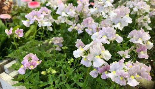 柏店限定『春の寄せ植え』